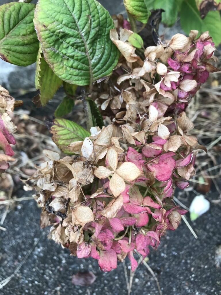 秋の始まりを感じて やまがた こころの相談所