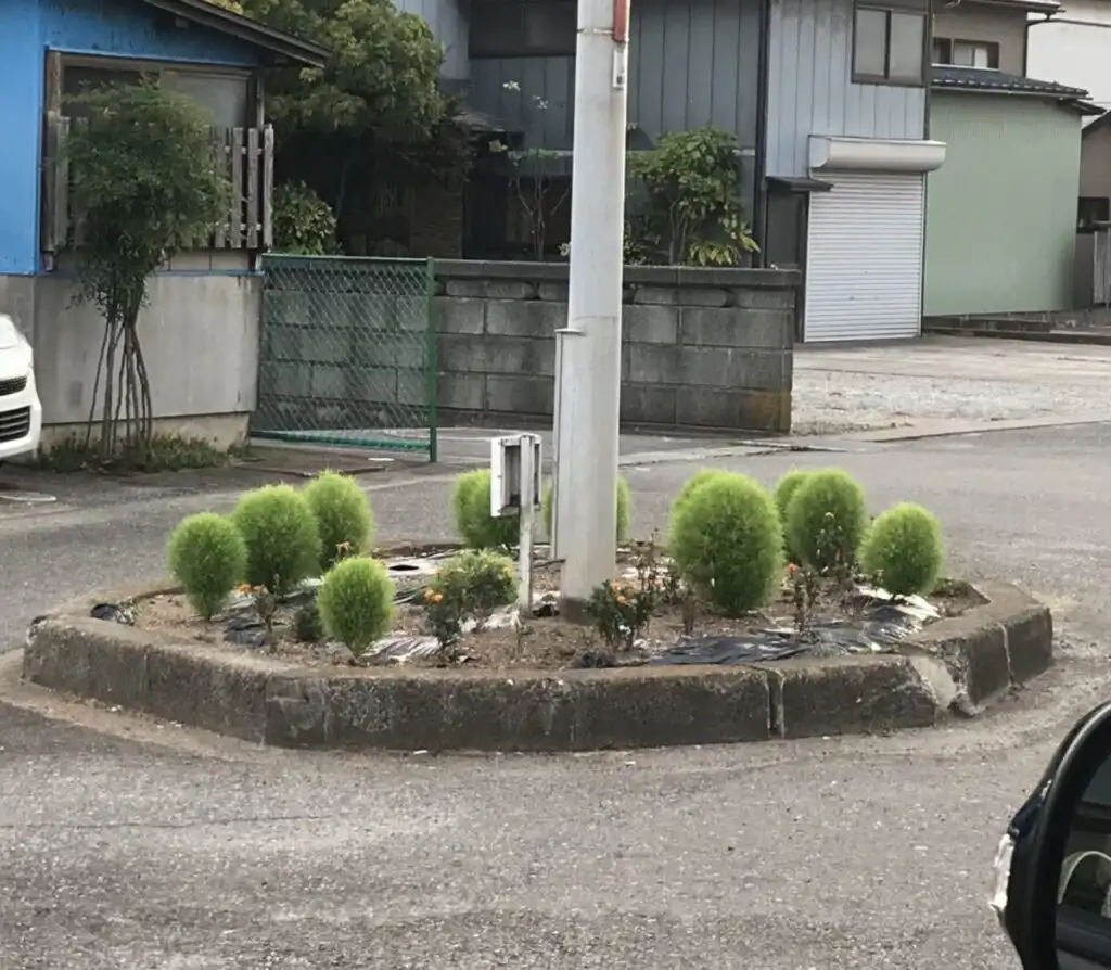 やまがた こころの相談所|コキア(ほうき草)、癒しの卵形