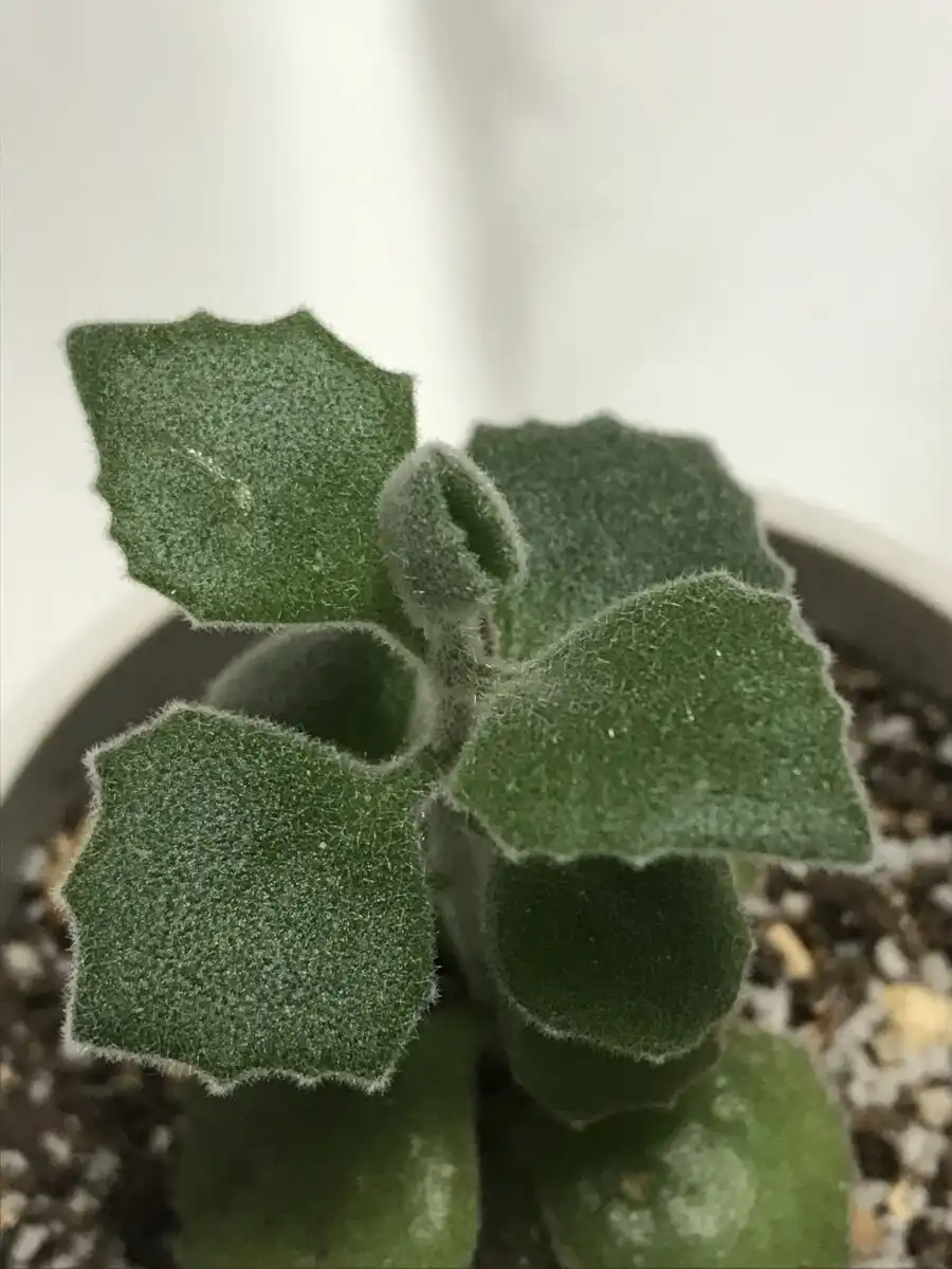 やまがた こころの相談所 | かわいい ミロッティ 待ち遠しい 新芽の開き
