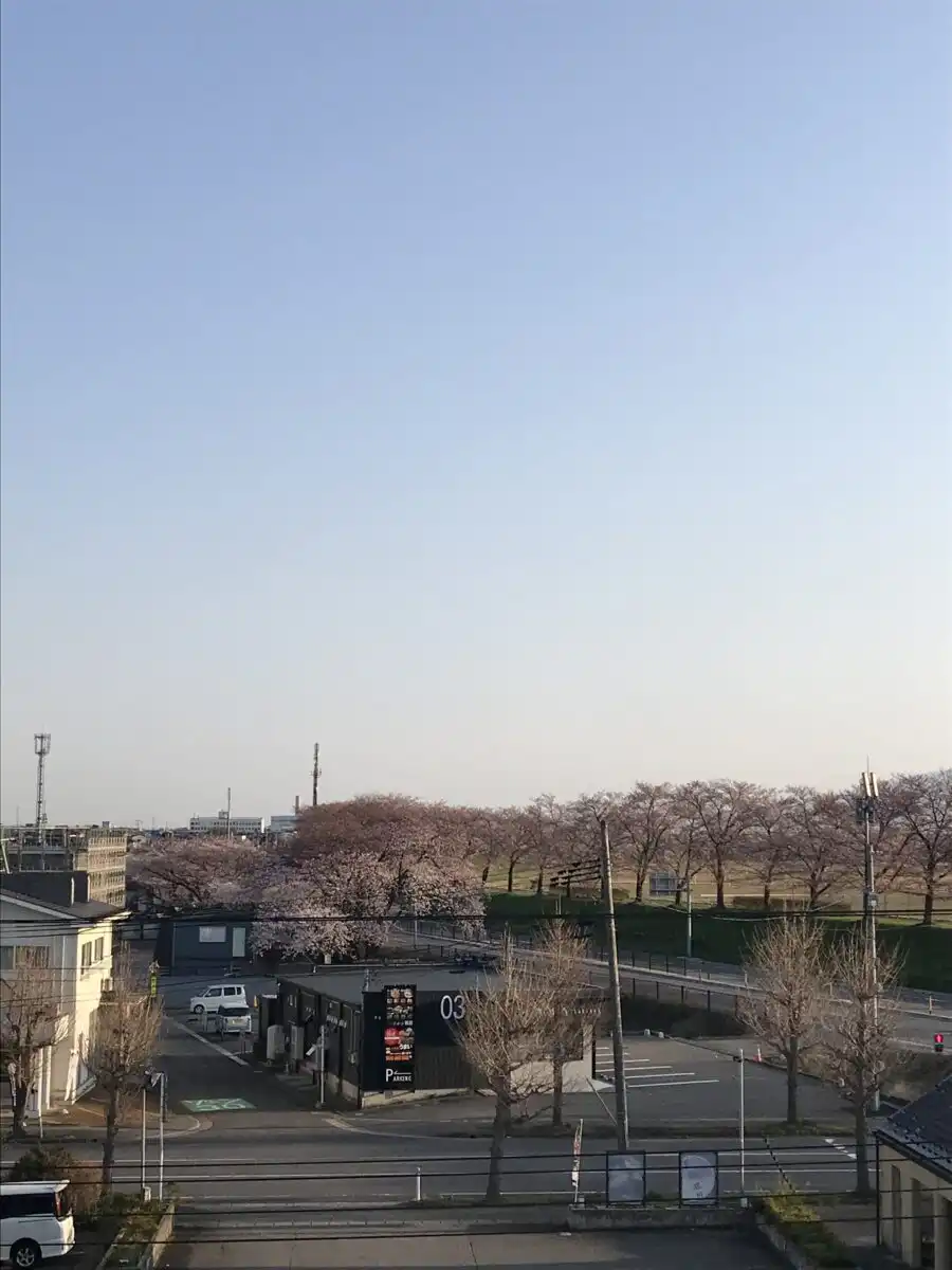 やまがた こころの相談所 | 咲きだした桜の花