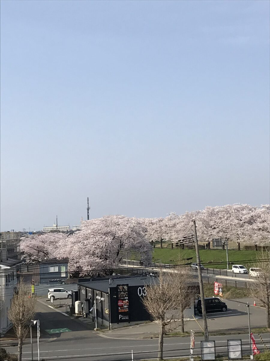やまがた こころの相談所 | 赤川(あかがわ)の桜 窓越しの花見