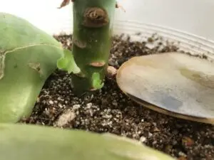 やまがた こころの相談所 | ピーチプリデの新芽の成長は子供を見守る気持ち