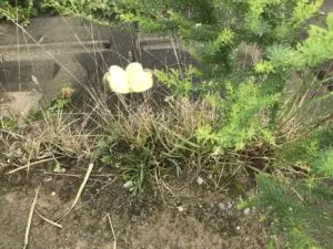 やまがた こころの相談所 | ひとなつっこさに微笑む 幸福の黄色い蝶々
