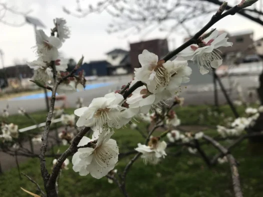 やまがた こころの相談所 | 独りになっても安心 タロット占い「 フォーチュン ヒーリング 」 鶴岡市