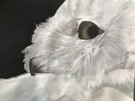 やまがた こころの相談所 | 活きた瞳 ふんわり羽毛の「白い梟 フクロウ」