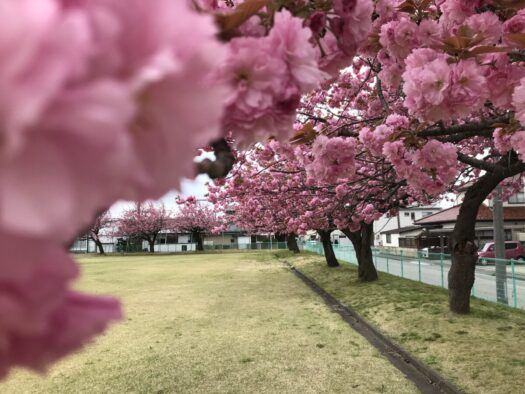やまがた こころの相談所 | 懐かしい思い出 七五三の八重桜のかんざし