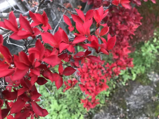 タロット占い「フォーチュン ヒーリング ™」公式ブログ 山形県 鶴岡市 | リラックスするなら「もみほぐし」フォーチュンヒーリング