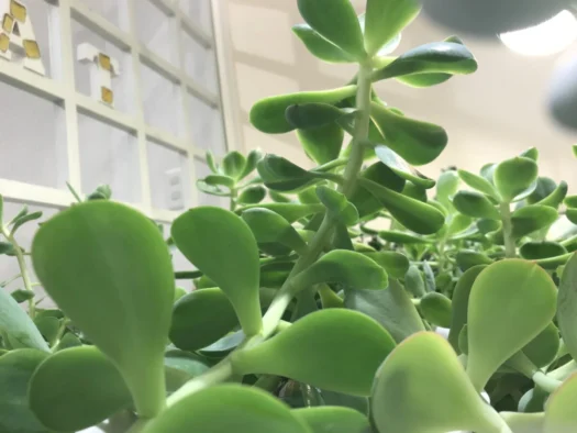 やまがた こころの相談所 | 珍しい長い茎のピーチプリデ フォーチュンヒーリング オラクルカード占い