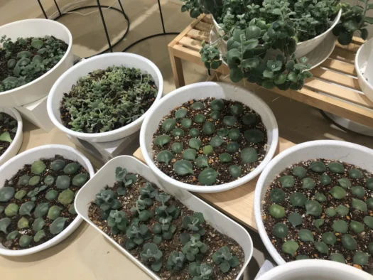 やまがた こころの相談所 | 成長が楽しみミロッティの美しい葉挿し フォーチュンヒーリング  オラクルカード占い