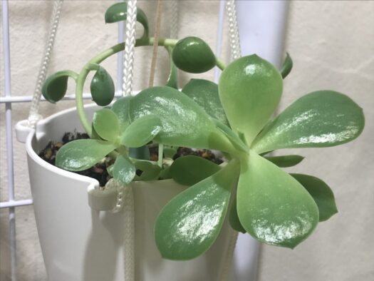 やまがた こころの相談所 | 新品種を育成かも ガーデニング上手なタロット占い師フォーチュンヒーリング やまがた こころの相談所 | 新品種を育成かも ガーデニング上手なタロット占い師フォーチュンヒーリング