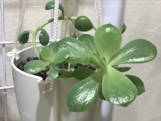 やまがた こころの相談所 | 新品種を育成かも ガーデニング上手なタロット占い師フォーチュンヒーリング やまがた こころの相談所 | 新品種を育成かも ガーデニング上手なタロット占い師フォーチュンヒーリング