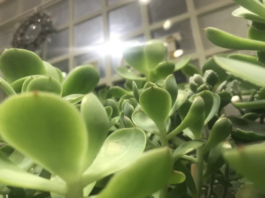 やまがた こころの相談所 | 楽しいピーチプリデ成長記録 フォーチュンヒーリング オラクルカード占い やまがた こころの相談所 | 楽しいピーチプリデ成長記録 フォーチュンヒーリング オラクルカード占い