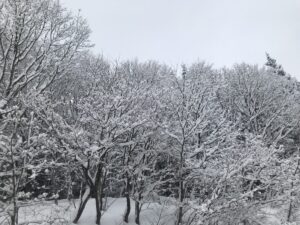 やまがた こころの相談所 | 神秘で静寂な雪の森 鶴岡市羽黒 手向(とうげ)地区 オラクルカード占い もみほぐし やまがた こころの相談所 | 神秘で静寂な雪の森 鶴岡市羽黒 手向(とうげ)地区 オラクルカード占い もみほぐし