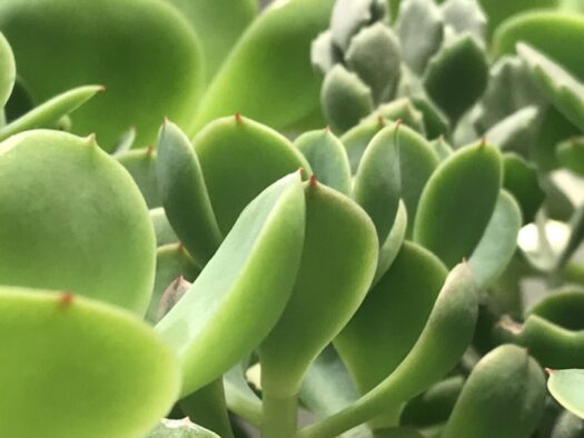 やまがた こころの相談所 | 満月の夜に艶めく翡翠色の多肉植物 タロット占い「フォーチュンヒーリング」 やまがた こころの相談所 | 満月の夜に艶めく翡翠色の多肉植物 タロット占い「フォーチュンヒーリング」