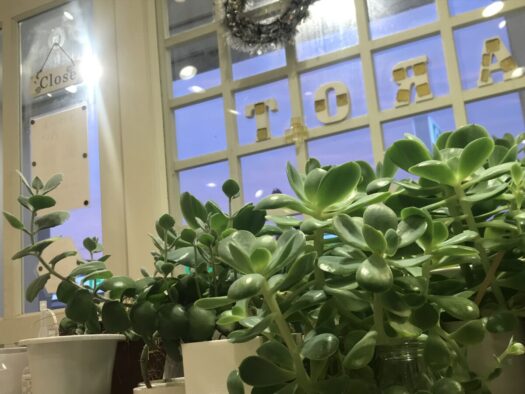 やまがた こころの相談所 | 自然光でみる多肉植物の美しさは格別