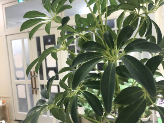 やまがた こころの相談所 | 人間関係を円くする真面目な「カポック」