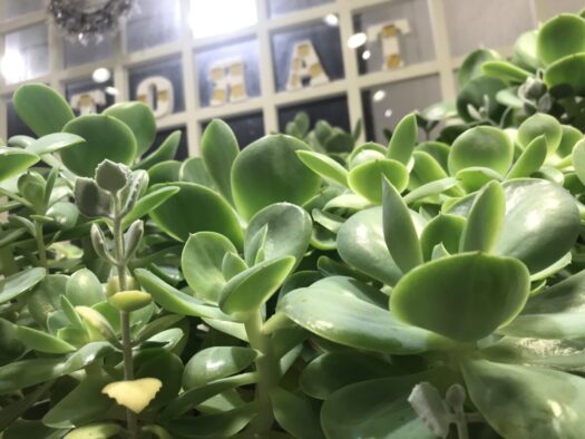 やまがた こころの相談所 | モリモリつやつや毎日元気をもらえる多肉植物の深い緑色 やまがた こころの相談所 | モリモリつやつや毎日元気をもらえる多肉植物の深い緑色