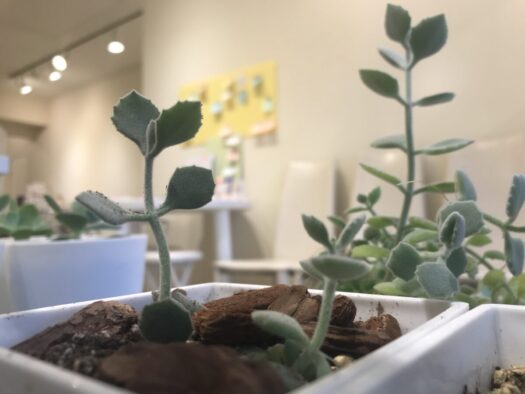 やまがた こころの相談所 | 「ミロッティ」気づかない所にもしっかり芽が届いてます