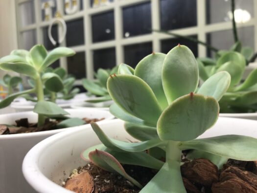 やまがた こころの相談所 | 可愛らしいピーチプリデの成長「フォーチュンヒーリング オラクルカード占い」 やまがた こころの相談所 | 可愛らしいピーチプリデの成長「フォーチュンヒーリング オラクルカード占い」