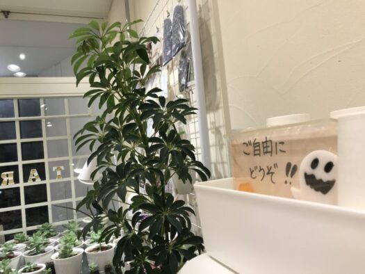 やまがた こころの相談所 | ウコギ科シェフレラ属 「カポック」誠実さを相手に伝えたい時の人気の贈り物 タロット占いフォーチュンヒーリング やまがた こころの相談所 | ウコギ科シェフレラ属 「カポック」誠実さを相手に伝えたい時の人気の贈り物 タロット占いフォーチュンヒーリング