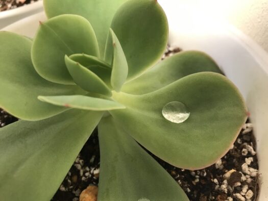 やまがた こころの相談所 | 暑さに負けない「初夏」を過ごす多肉植物たち タロット占いフォーチュンヒーリング