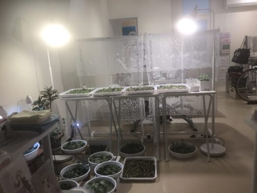やまがた こころの相談所 | 優しさ溢れる「植物培養」ができるタロット占い師フォーチュンヒーリング 鶴岡市