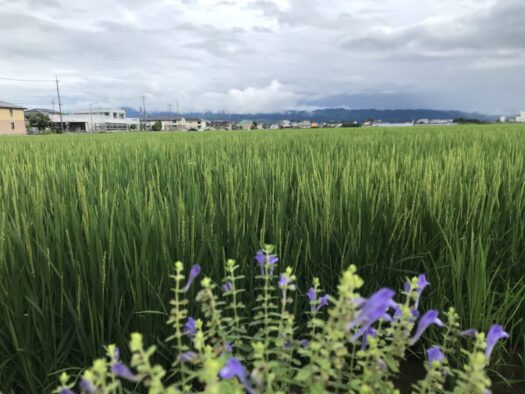 やまがた こころの相談所 | 2026年08月03日(月)〜08月09日(日)オラクル占い営業時間のお知らせ フォーチュンヒーリング やまがた こころの相談所 | 2026年08月03日(月)〜08月09日(日)オラクル占い営業時間のお知らせ フォーチュンヒーリング